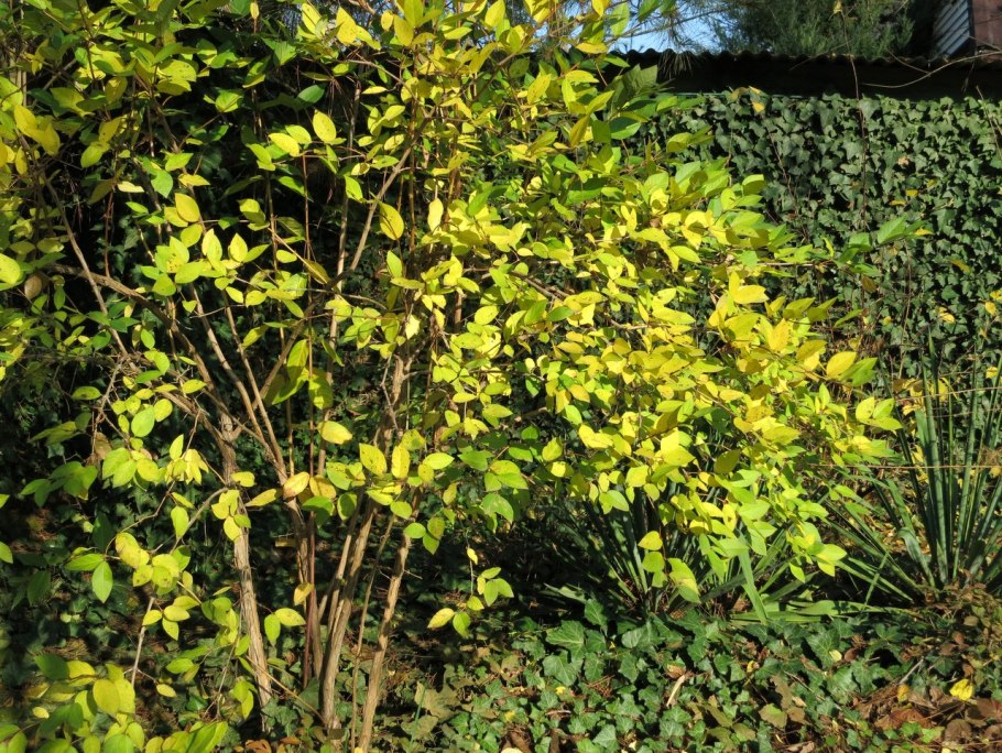 Жимолость золотистоцветковая