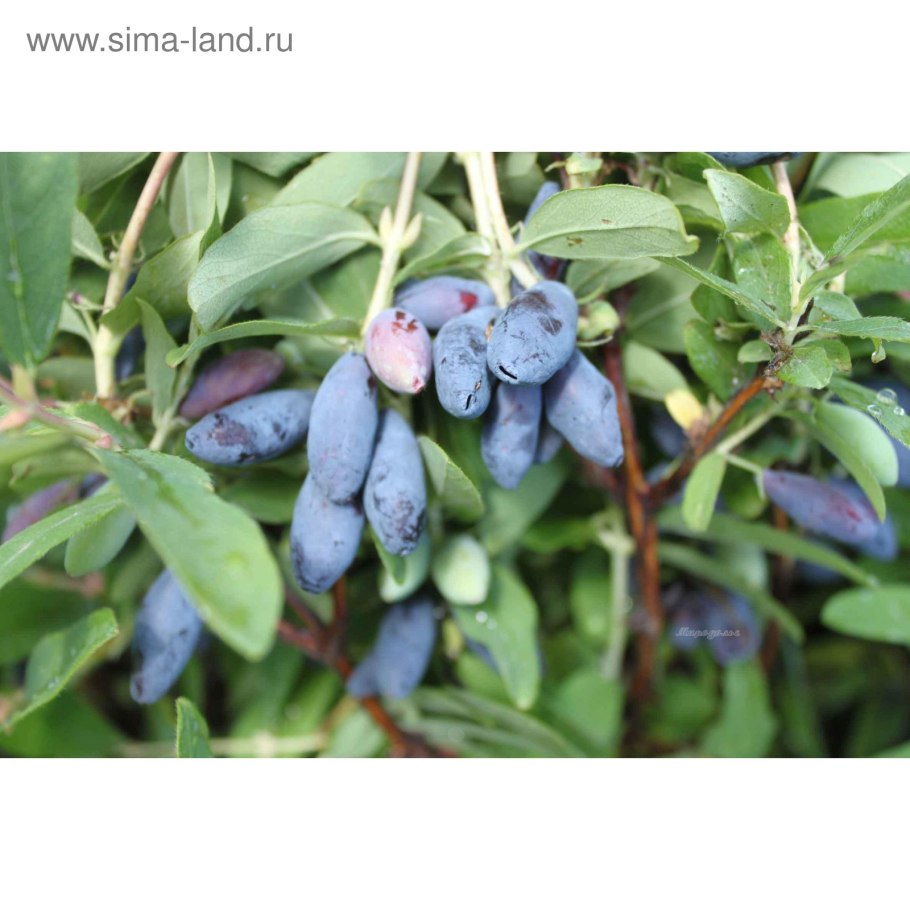 Жимолость съедобная