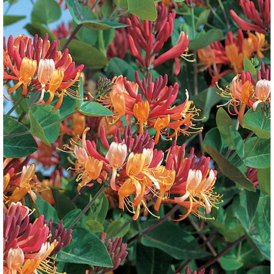 Жимолость голдфлейм