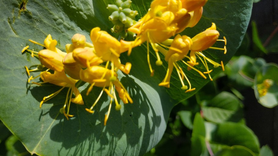 Жимолость каприфоль