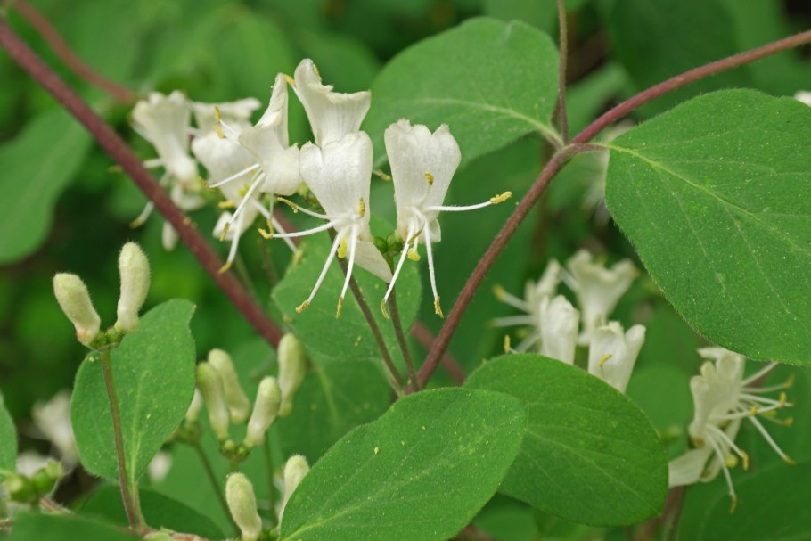 Lonicera xylosteum