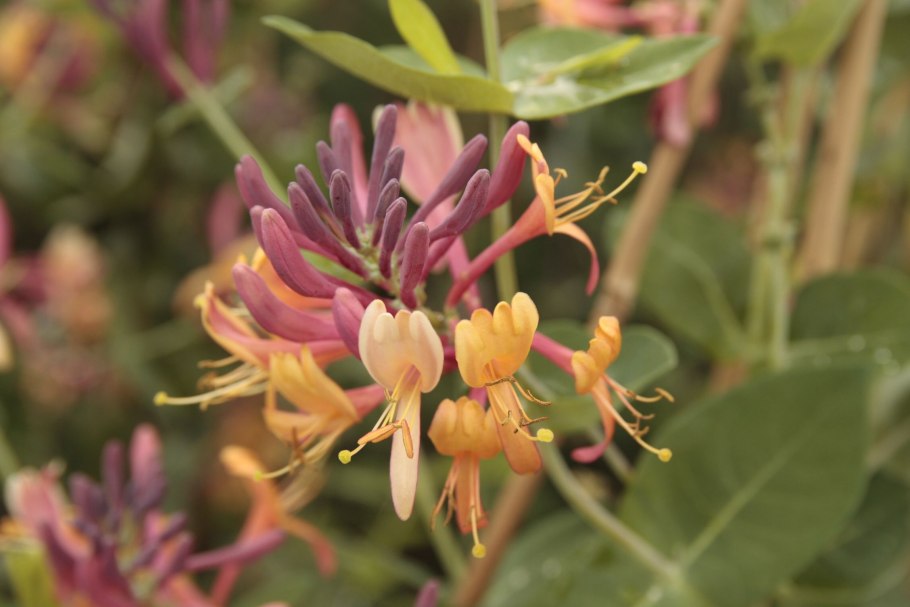 Жимолость каприфоль (lonícera caprifólium)