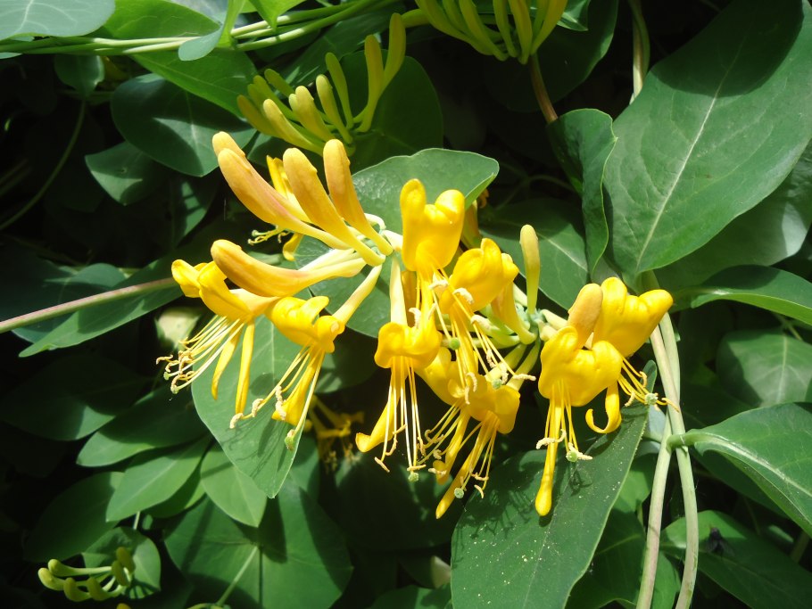 Жимолость вьющаяся тельмана