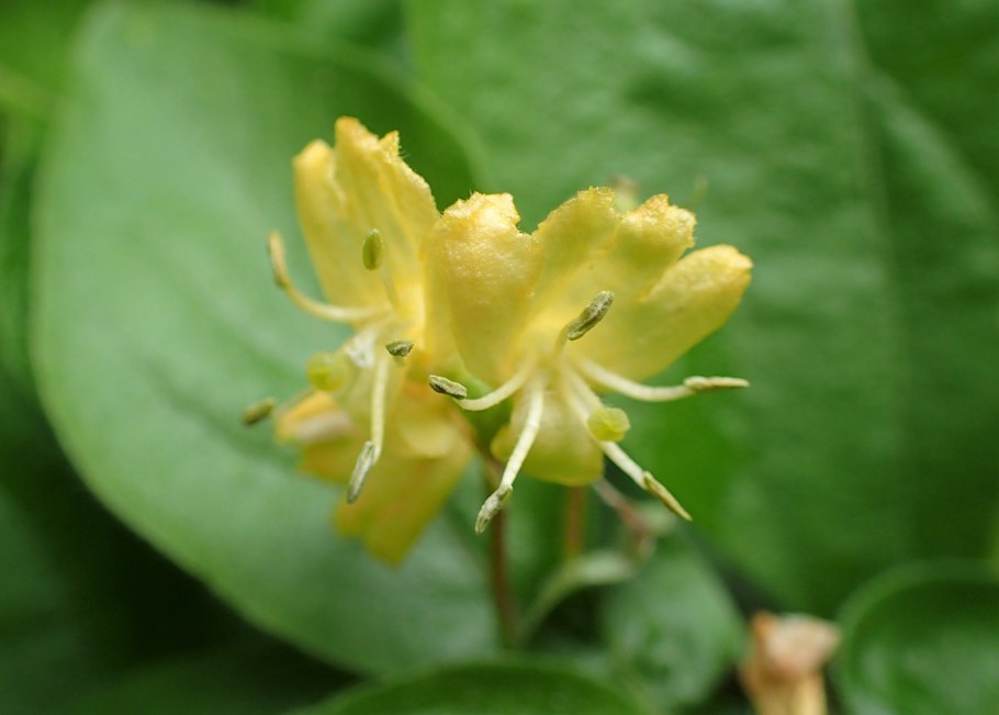Lonicera chrysantha
