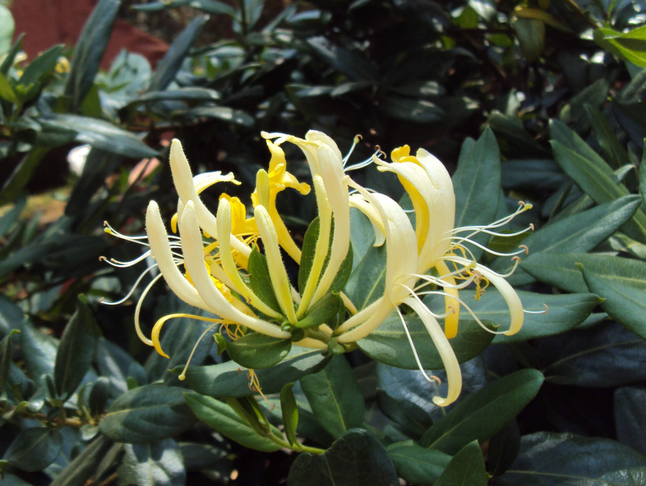 Жимолость съедобная (Lonicera edulis)