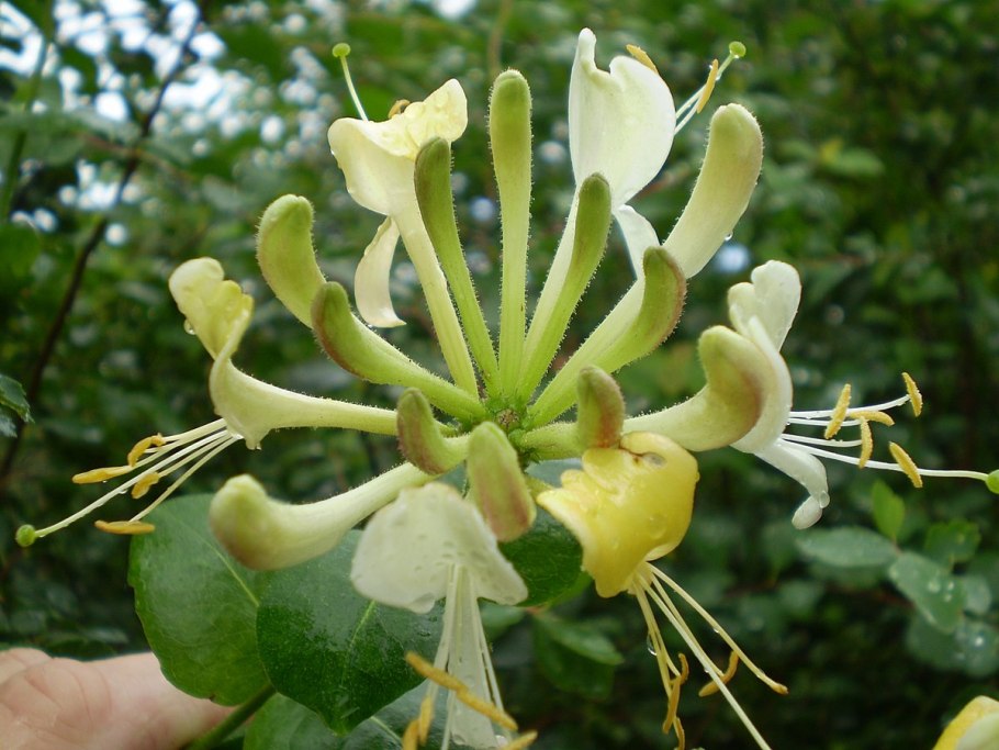 Lonicera periclymenum