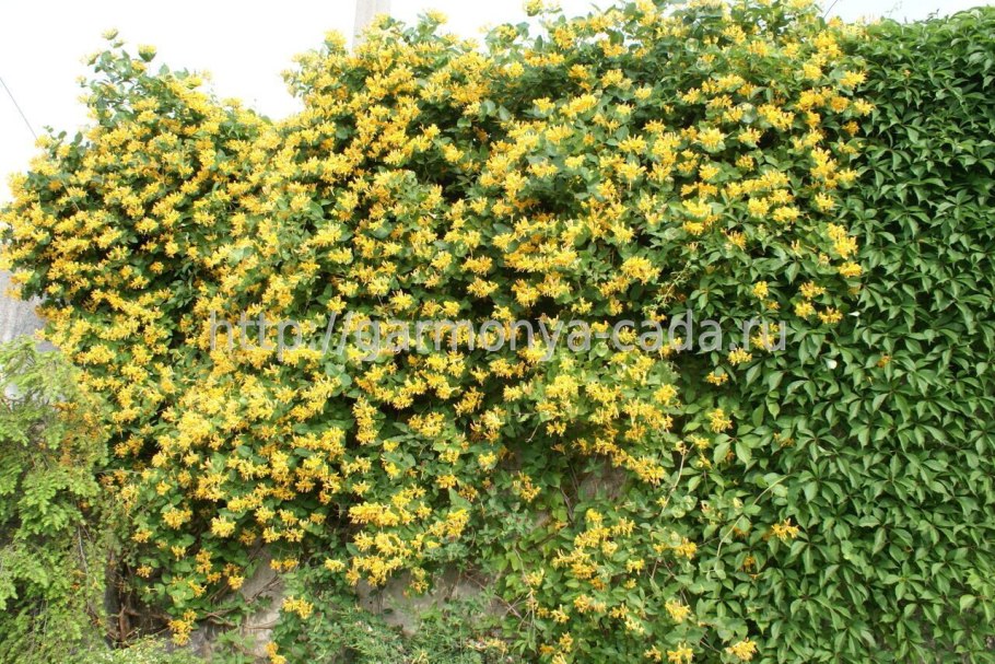 Жимолость каприфоль тельмана