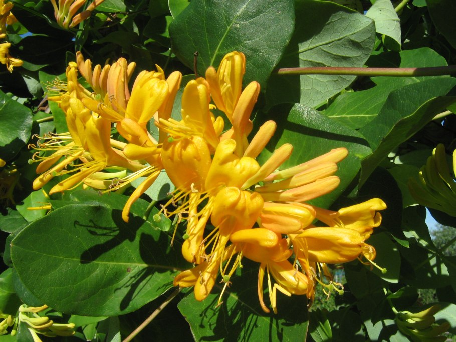 Жимолость Стендиша