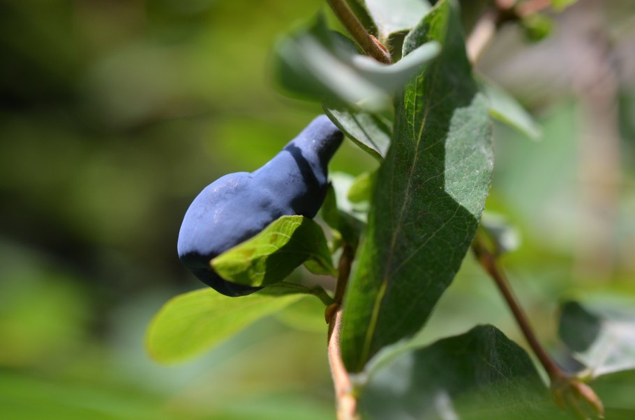 Дикорастущие кусты