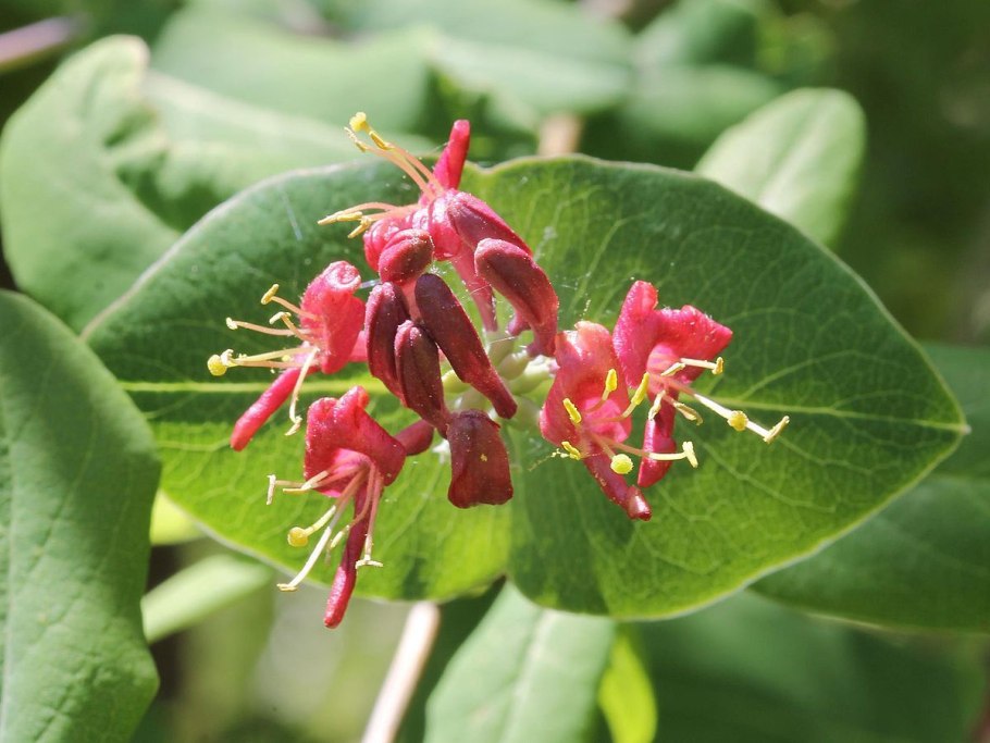 Lonicera dioica