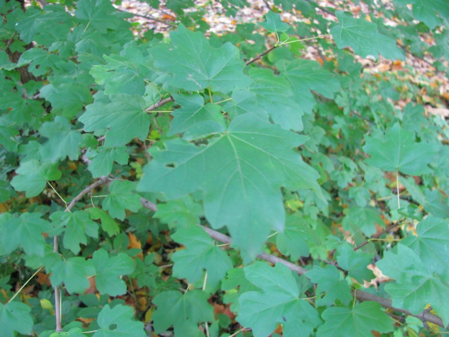 Голое дерево