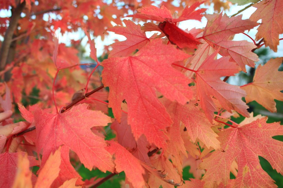 Клен сахарный — acer saccharum