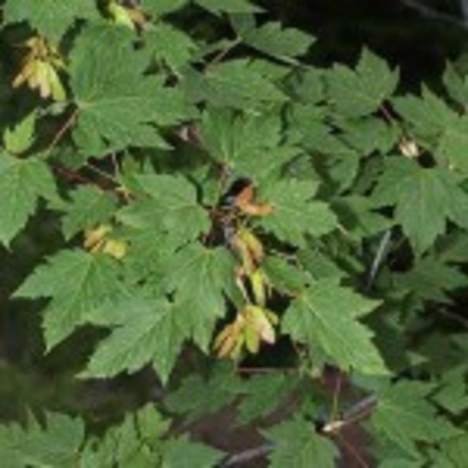 Клен голый ( Acer glabrum douglasii
