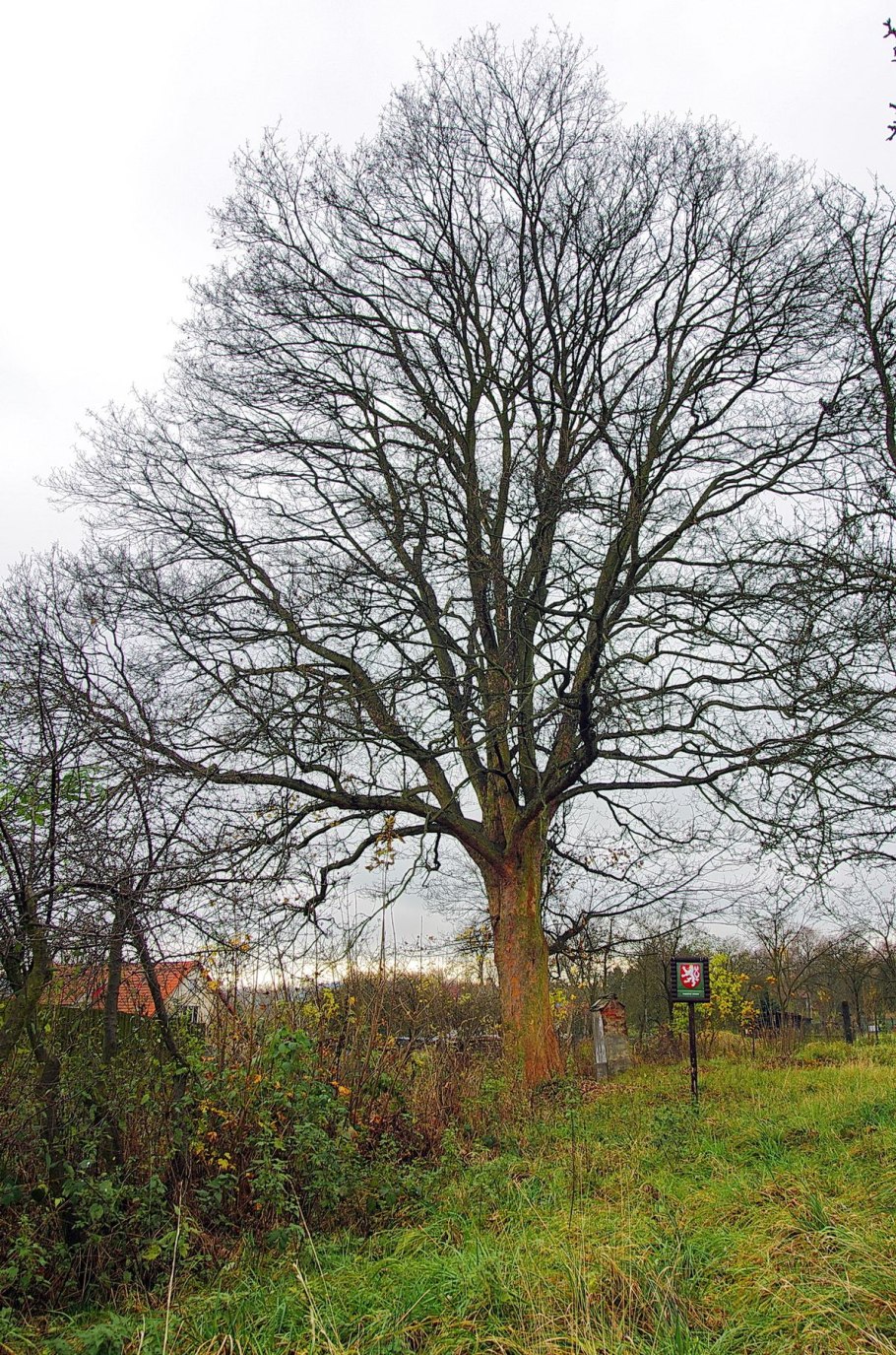 Ствол кленового дерева без листьев