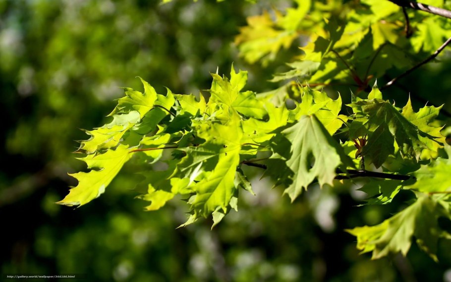 Клён ложнозибольдов