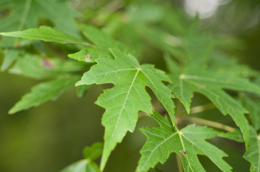 Голые осенние деревья на прозрачном фоне
