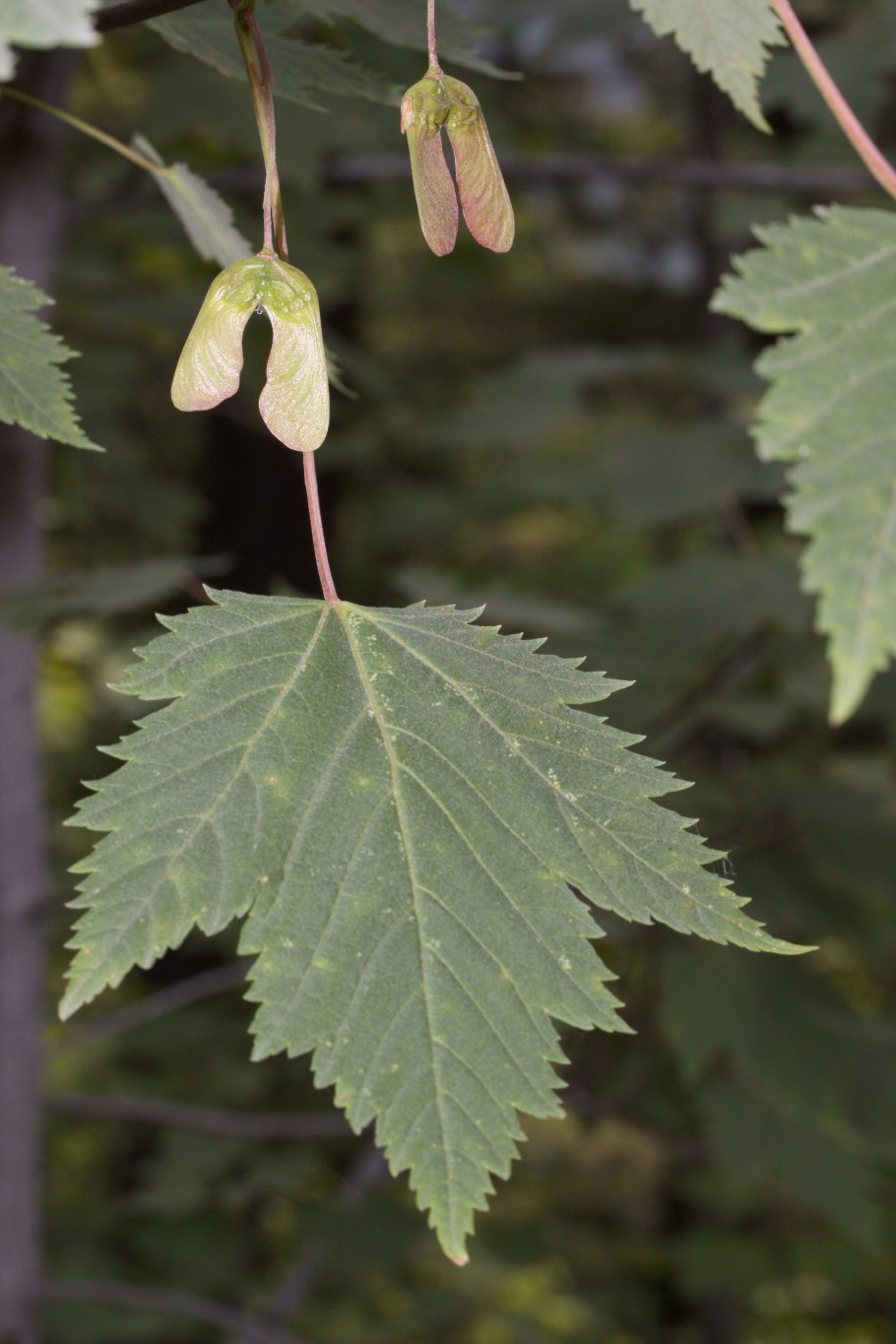 Acer glabrum var douglasii