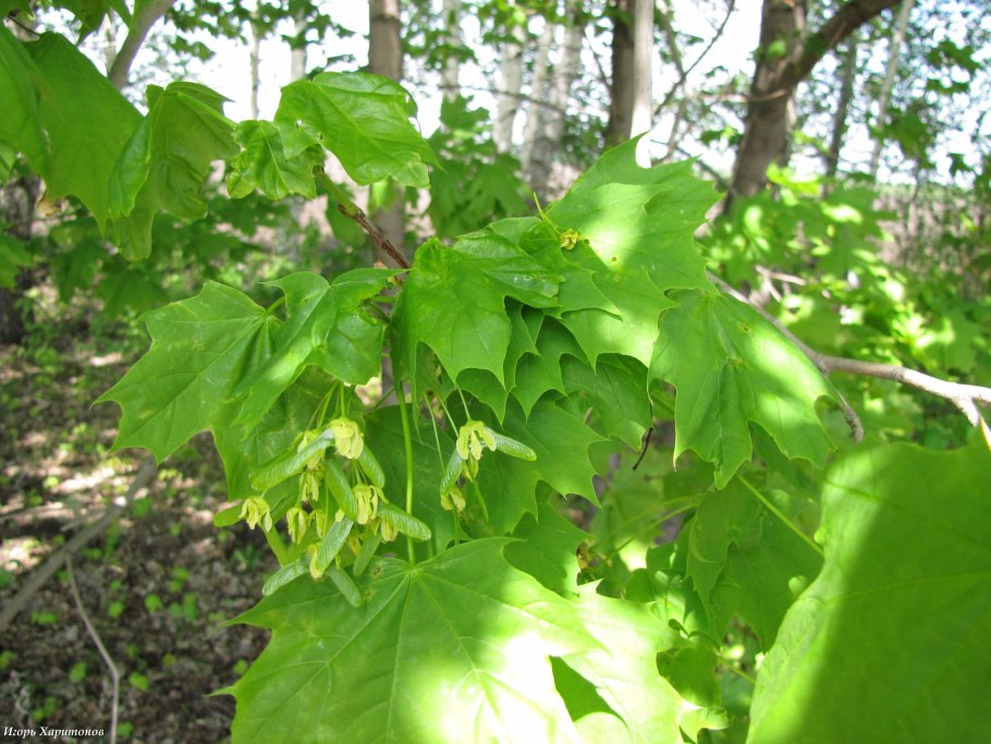 Клён остролистный платановидный