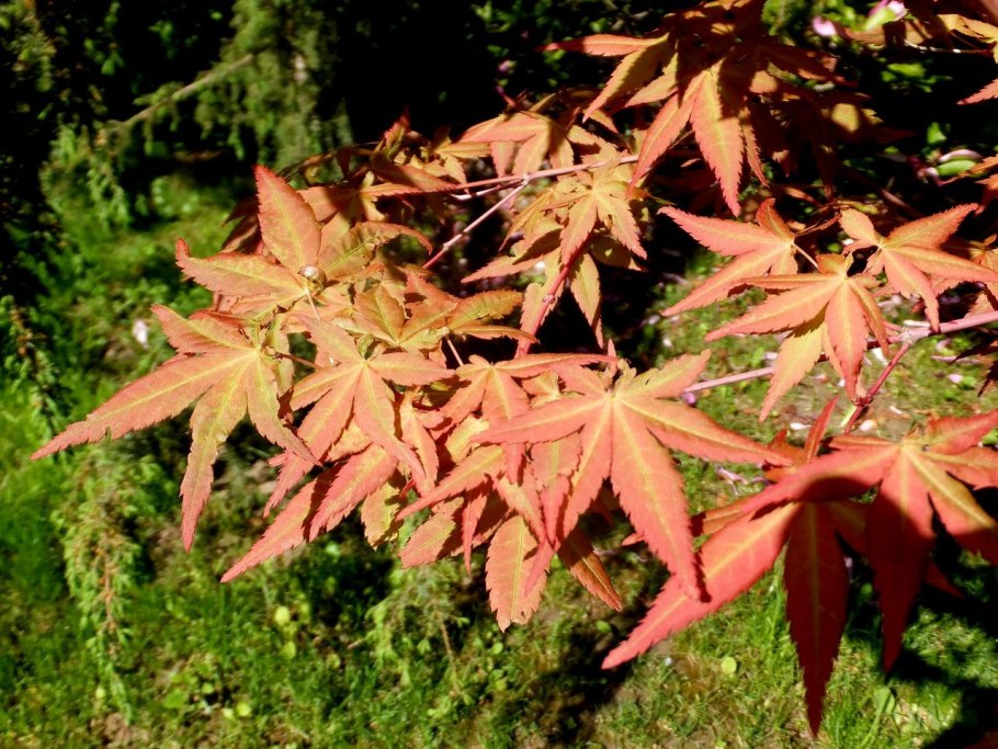 Клен acer palmatum atropurpureum