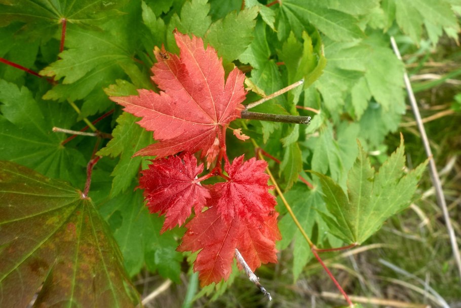 Клен голый Дугласа