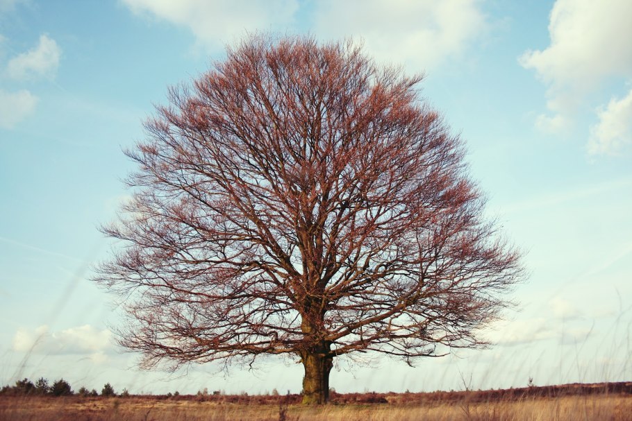 Канадский клен ствол