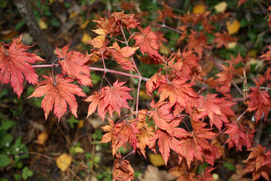 Клен японский acer japonicum
