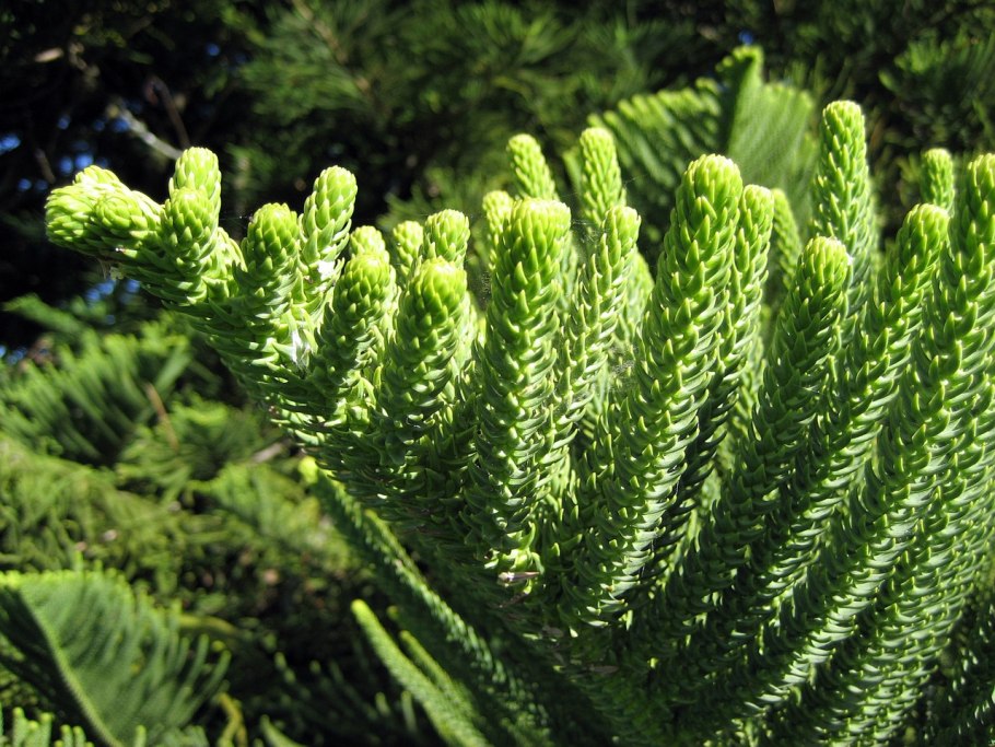 Араукария heterophylla
