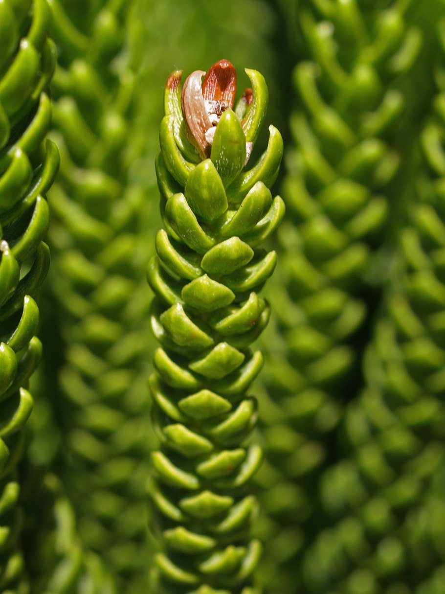 Араукария heterophylla
