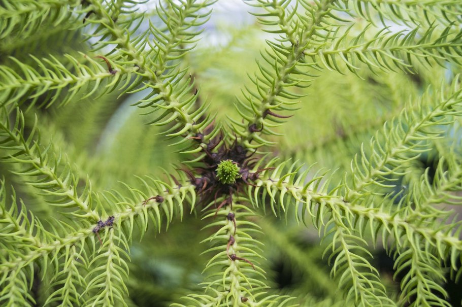 Араукария heterophylla