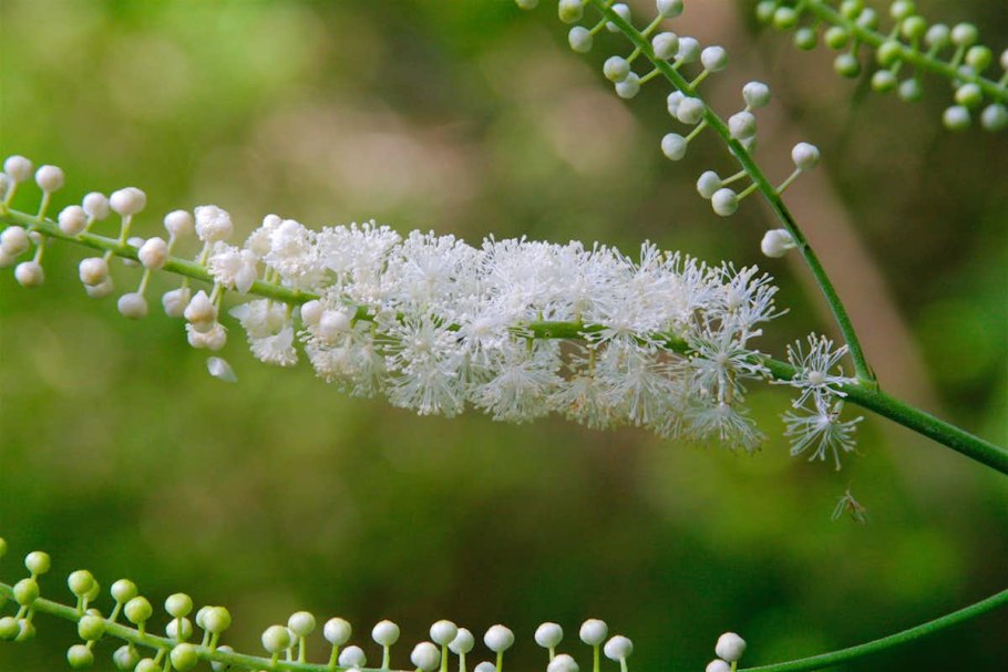 Клопогон кистевидный