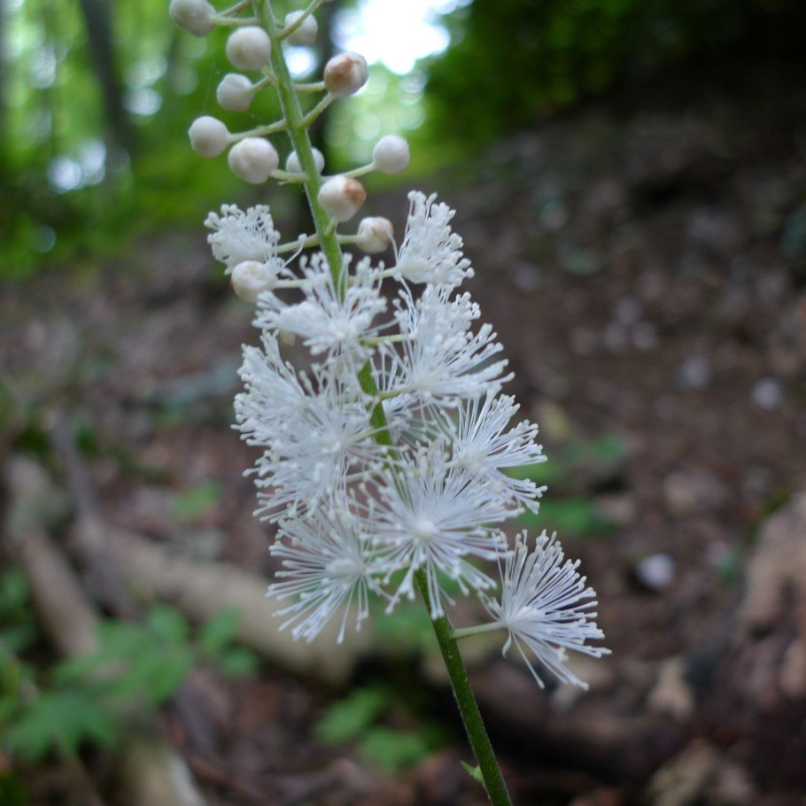 Цимицифуга Даурская (клопогон Даурский)