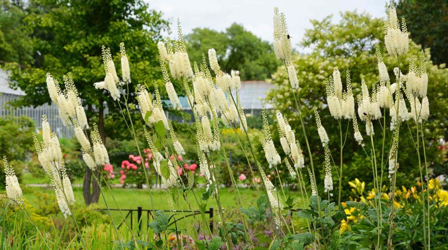 Клопогон кистевидный