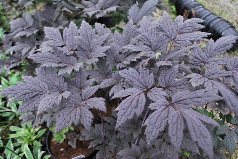 Клопогон Black negligee