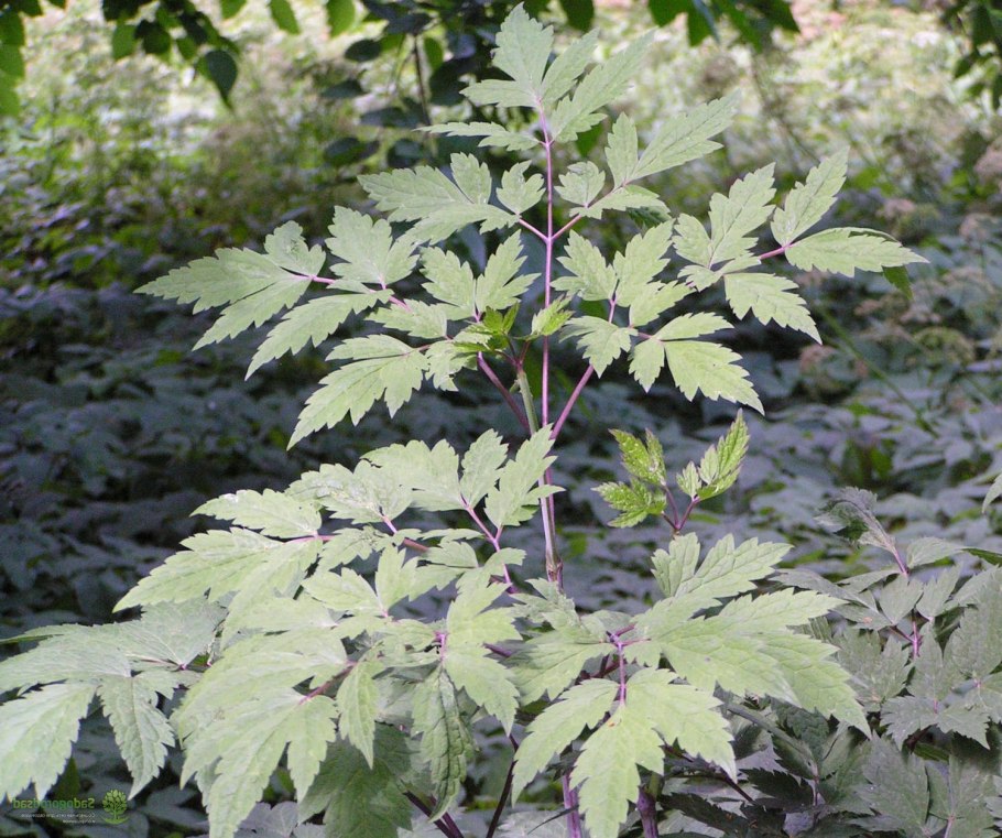 Клопогон Atropurpurea