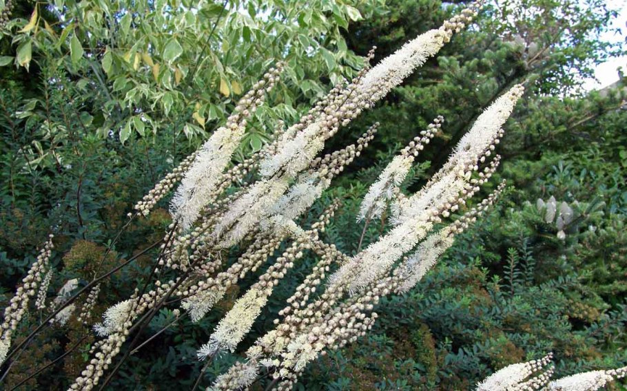 Black Cohosh
