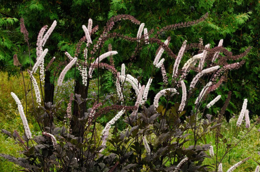 Клопогон Блэк Бьюти