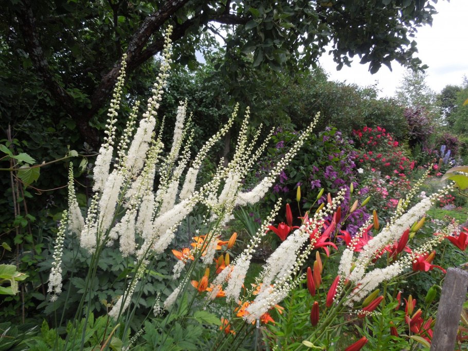 Клопогон кистевидный Цимицифуга