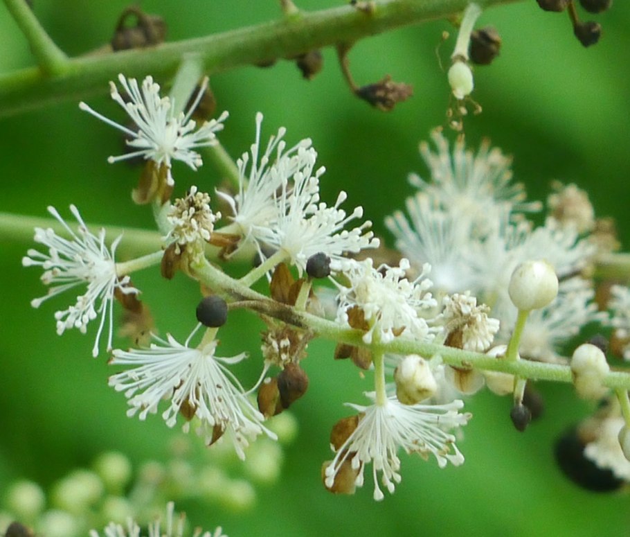 Клопогон кордифолия