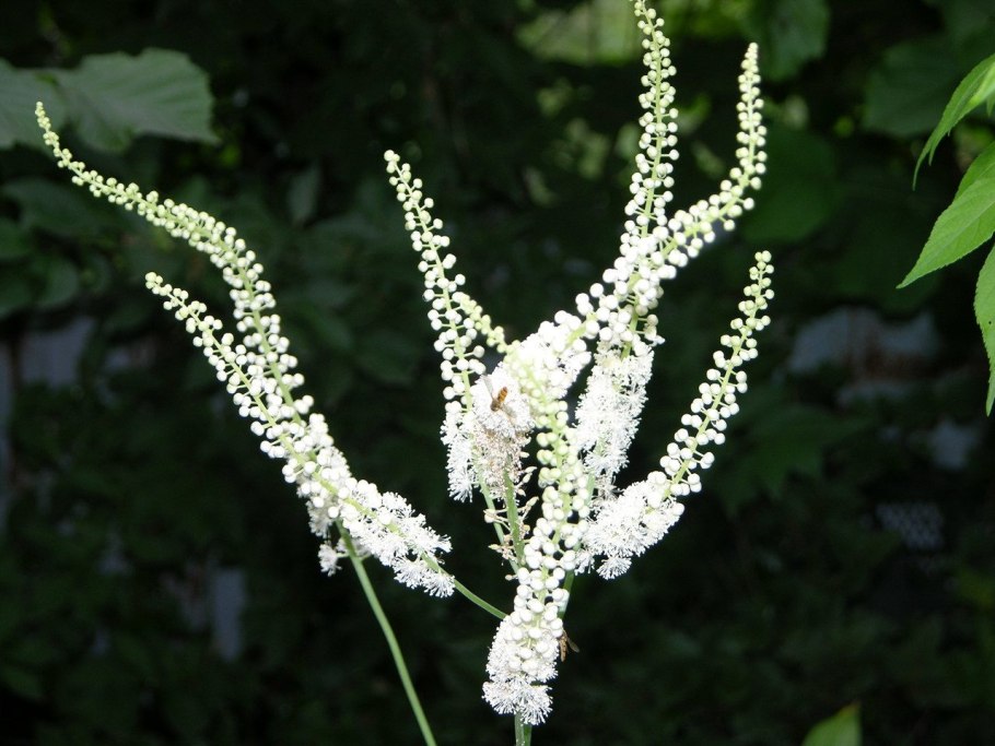 Клопогон Сибирский