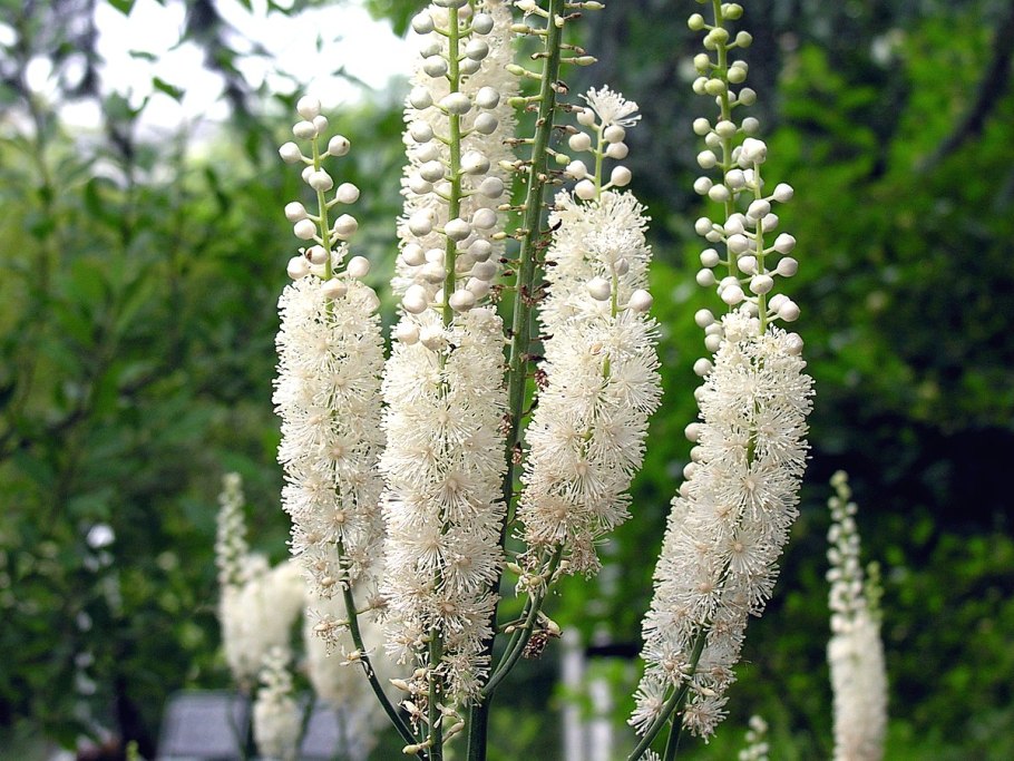 Цимицифуга Cimicifuga racemosa