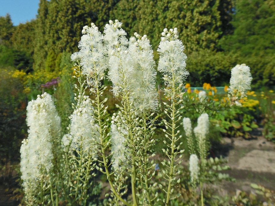 Клопогон Сильвер данс