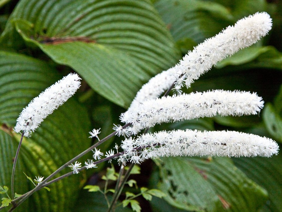 Клопогон кистевидный