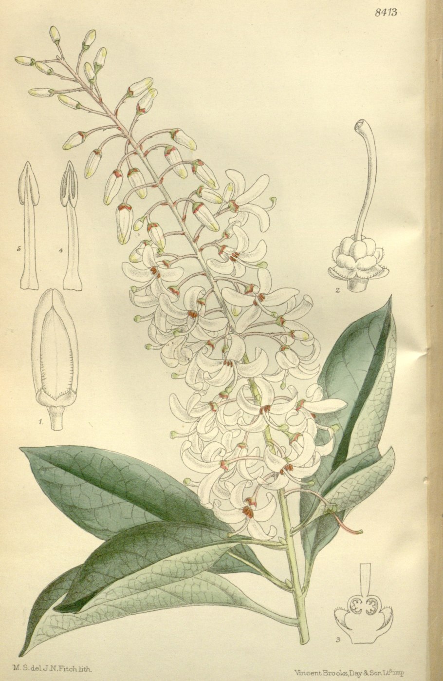 Elliottia paniculata