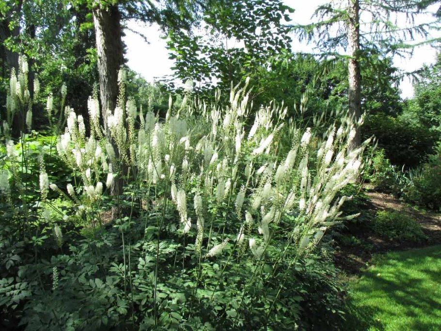 Клопогон кистевидный