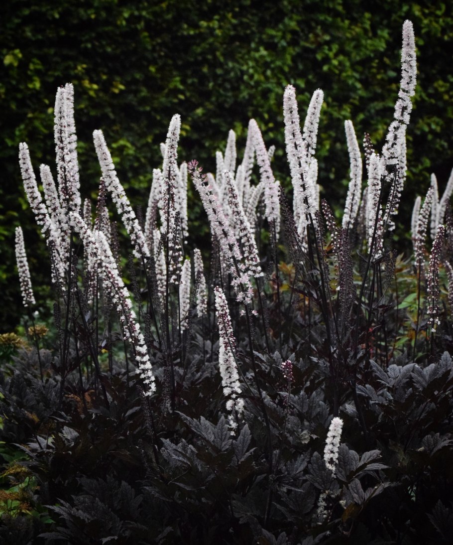 Клопогон кистевидный