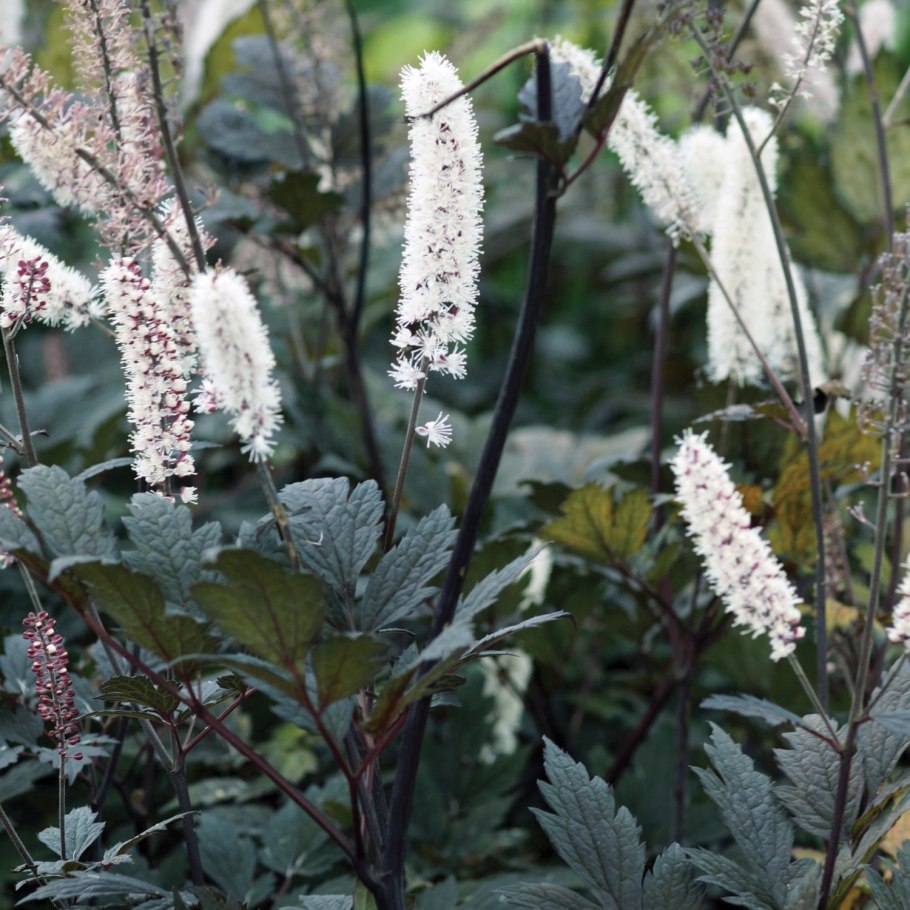 Клопогон кистевидный