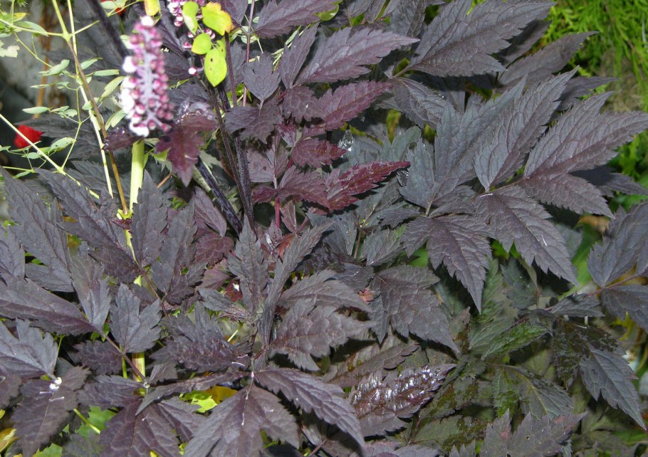 Клопогон кистевидный