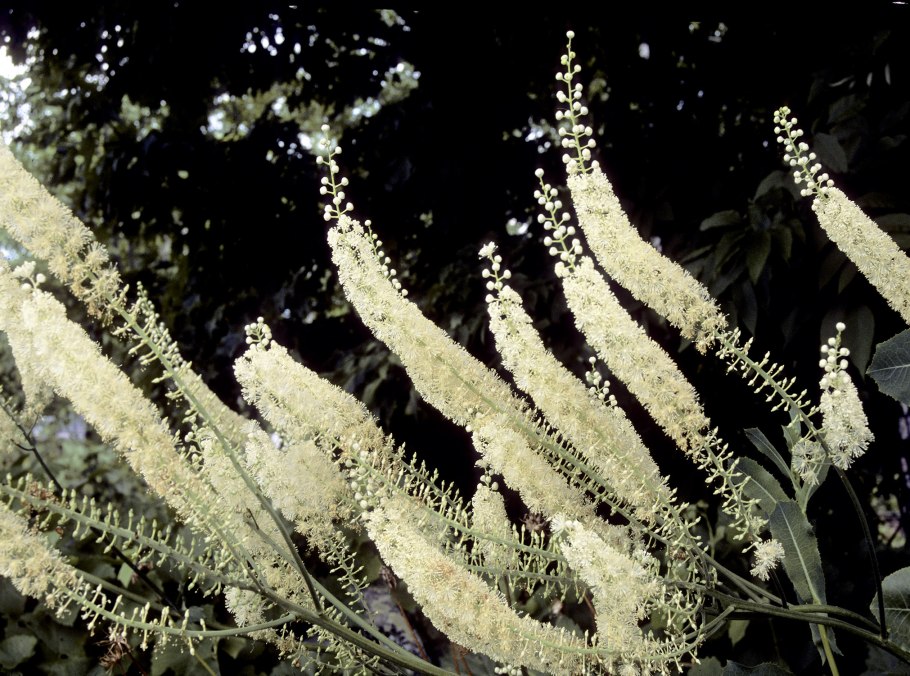 Клопогон ветвистый Атропурпуреа