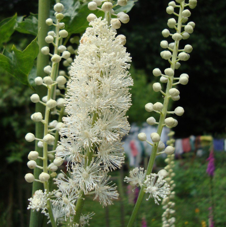 Клопогон кистевидный