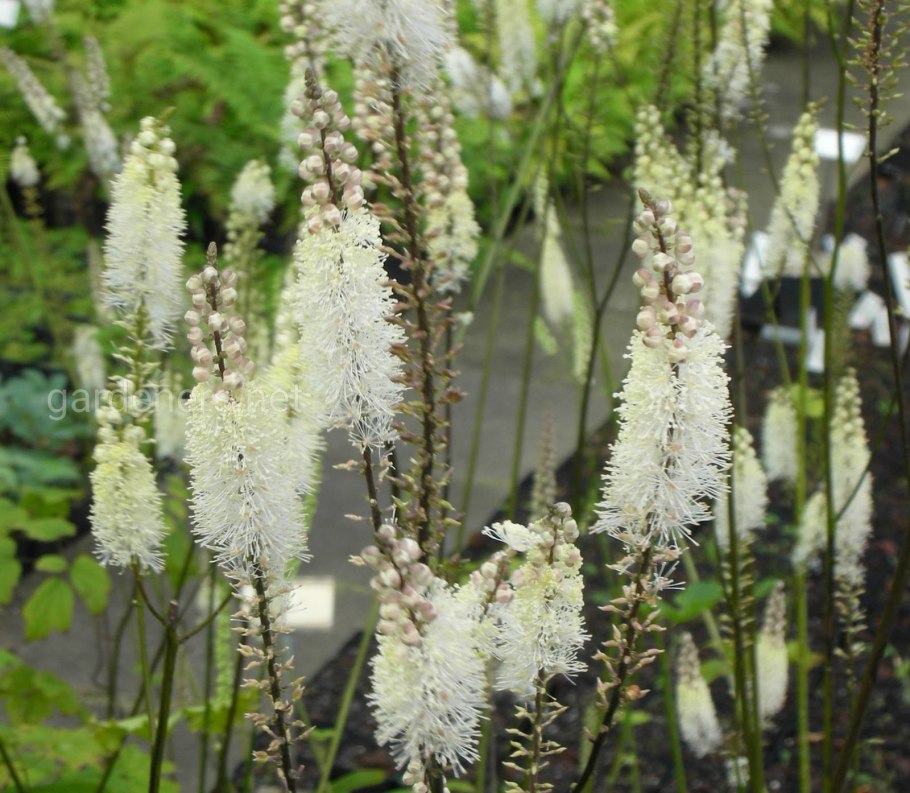 Клопогон ветвистый Атропурпуреа